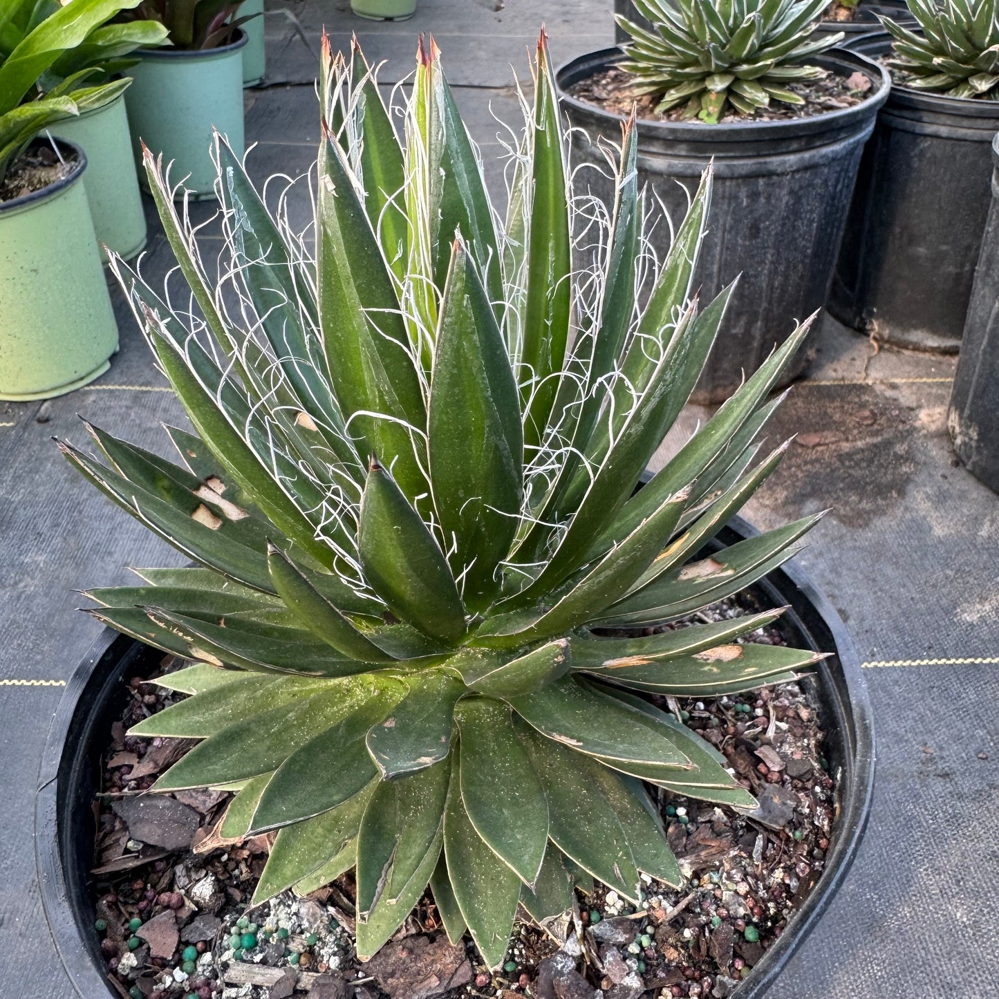Black Widow Agave