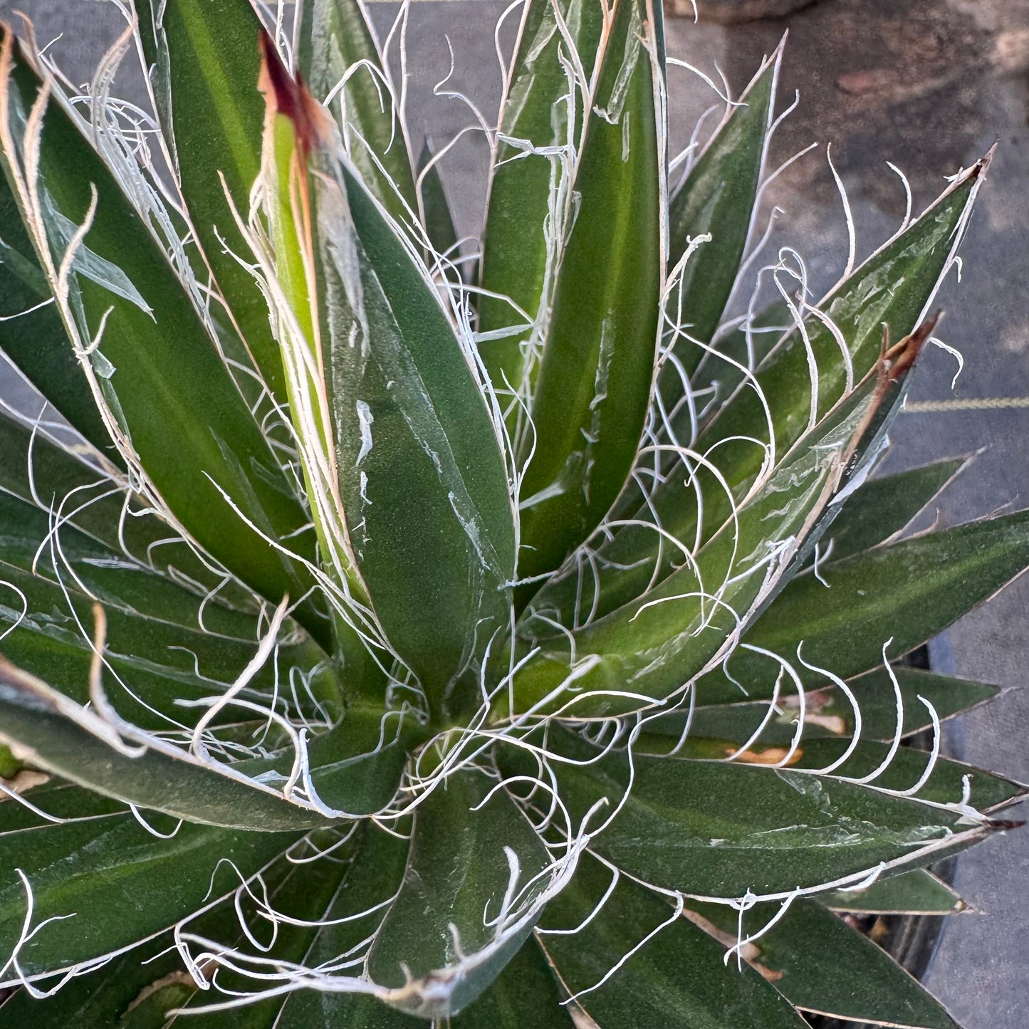 Black Widow Agave