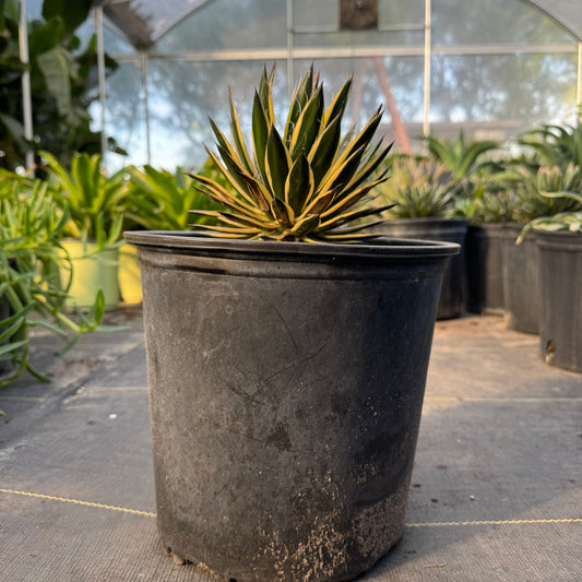 Royal Flush Agave