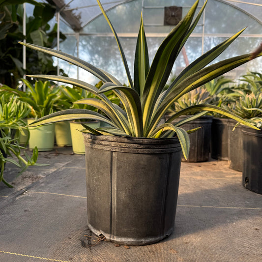 Sisalana Mediopicta Agave