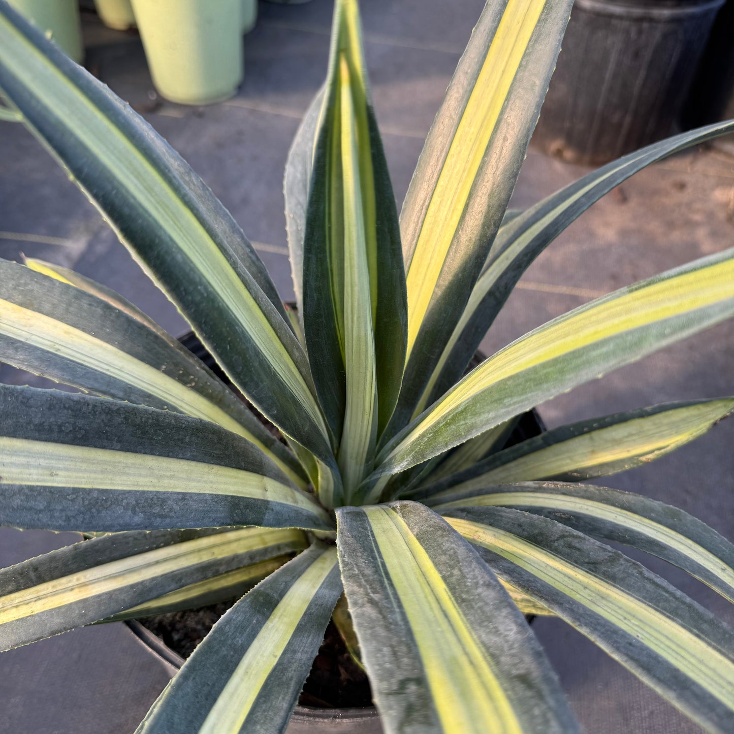 Sisalana Mediopicta Agave