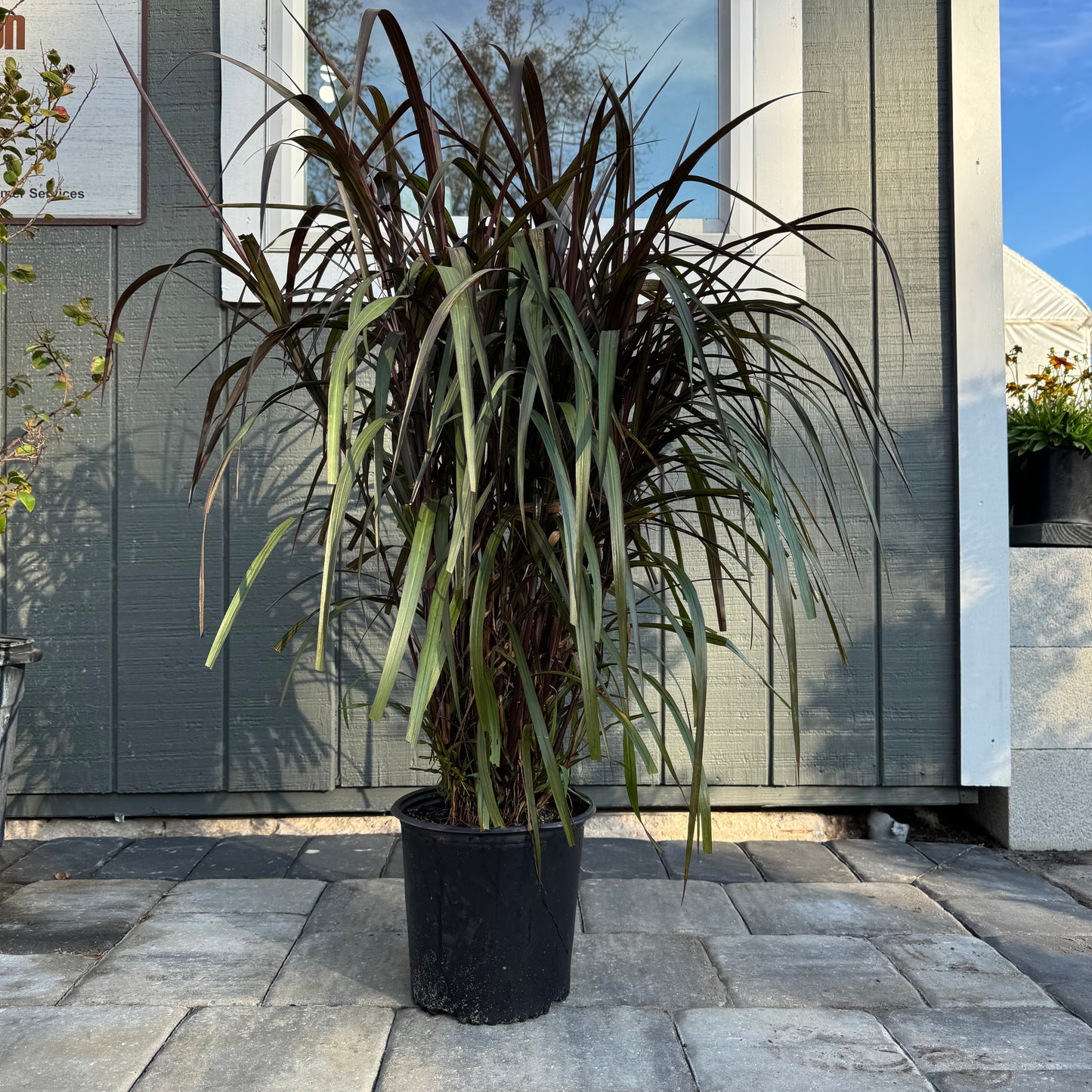 Graceful Grasses Vertigo