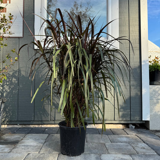 Graceful Grasses Vertigo