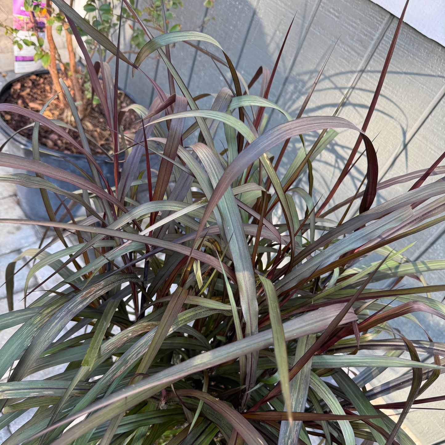 Graceful Grasses Vertigo