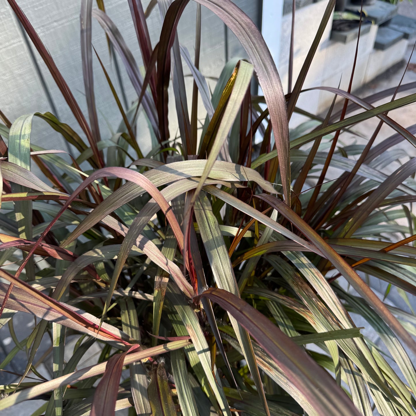 Graceful Grasses Vertigo