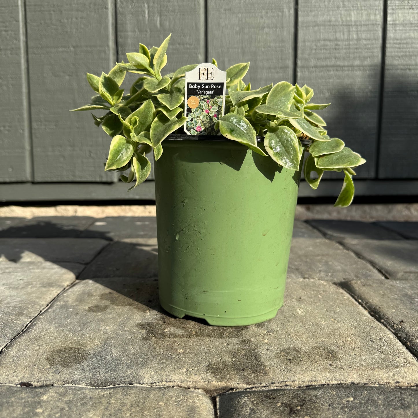 Baby Sun Rose Variegata