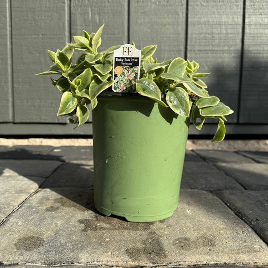 Baby Sun Rose Variegata