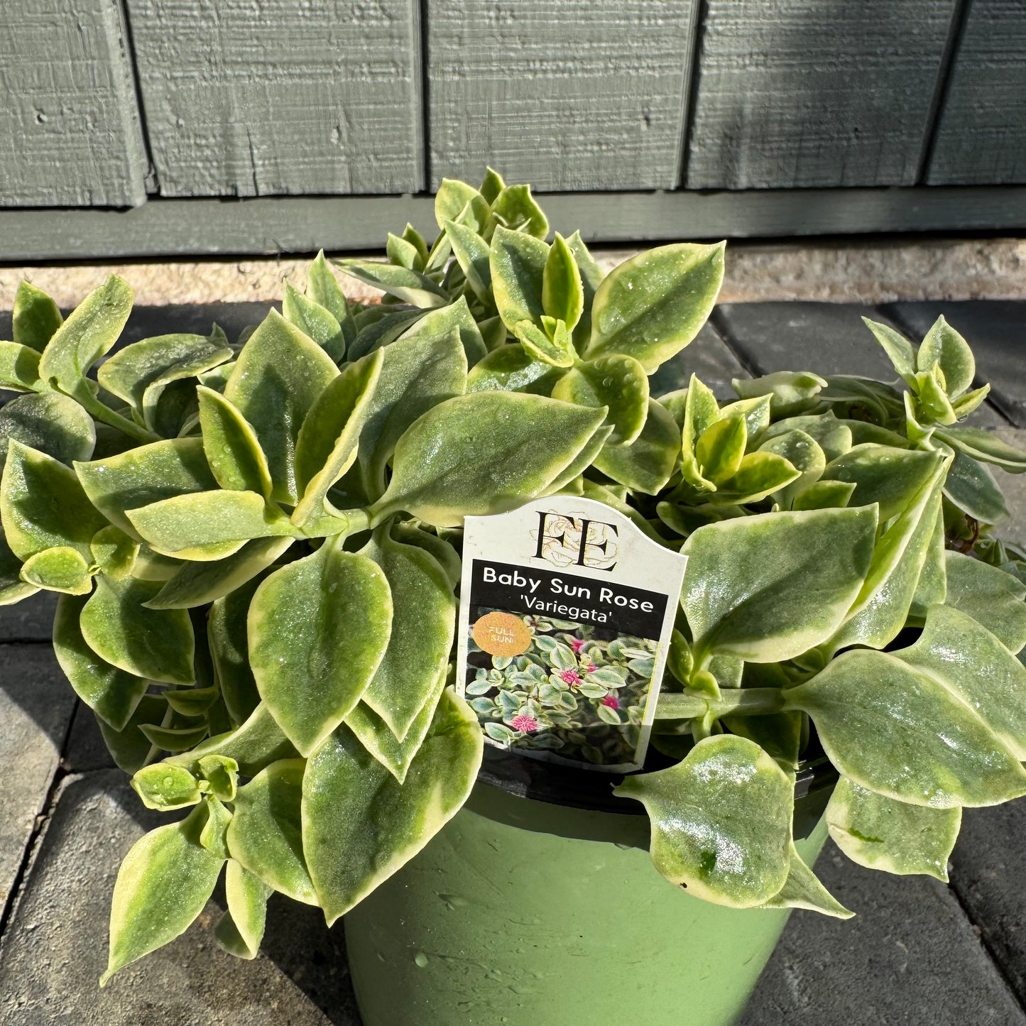 Baby Sun Rose Variegata