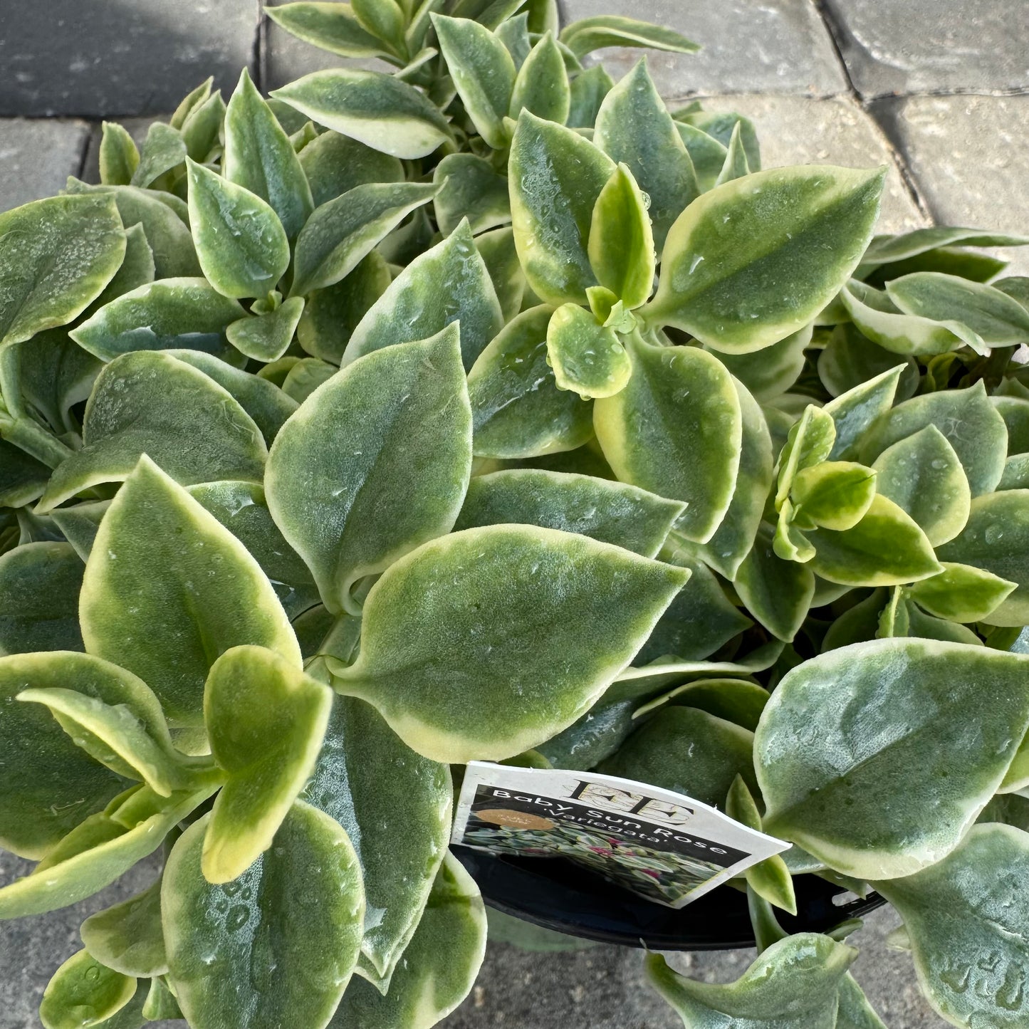 Baby Sun Rose Variegata