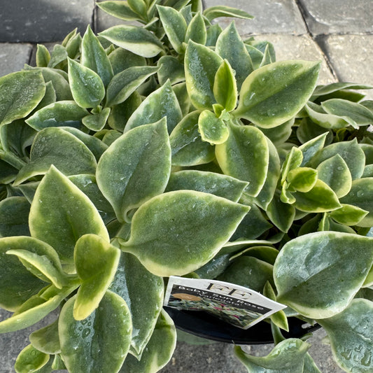 Baby Sun Rose Variegata