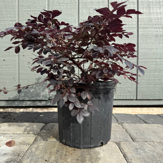 Loropetalum Cerise Charm