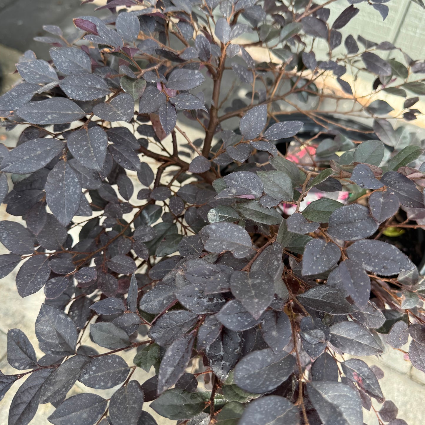 Loropetalum Cerise Charm