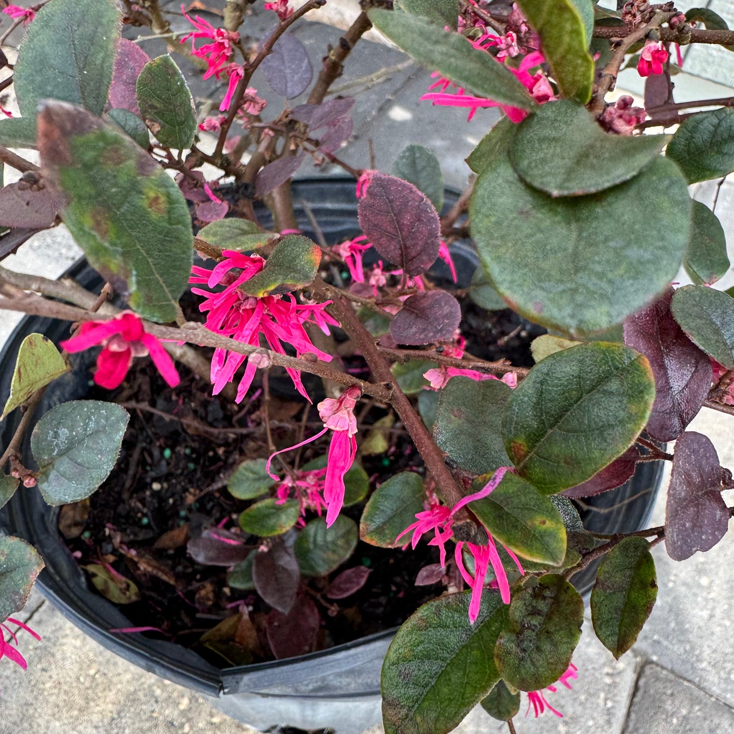 Loropetalum Cerise Charm