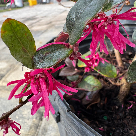Loropetalum Cerise Charm