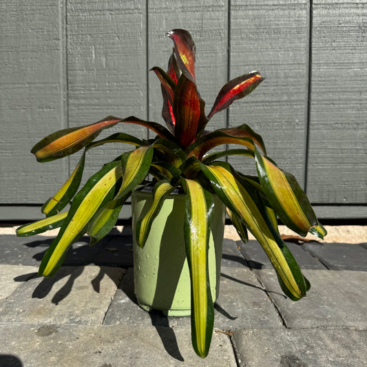 Bromeliad Pimiento