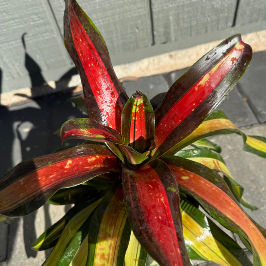 Bromeliad Pimiento