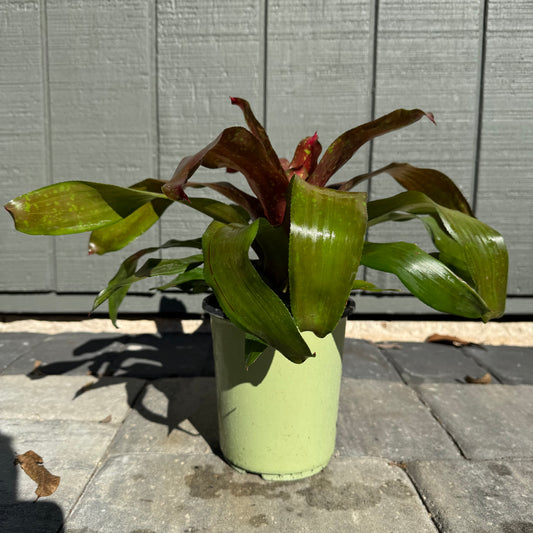 Bromeliad Treasure Royal