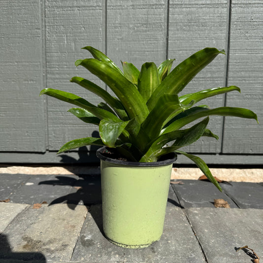 Bromeliad Candy Stripe