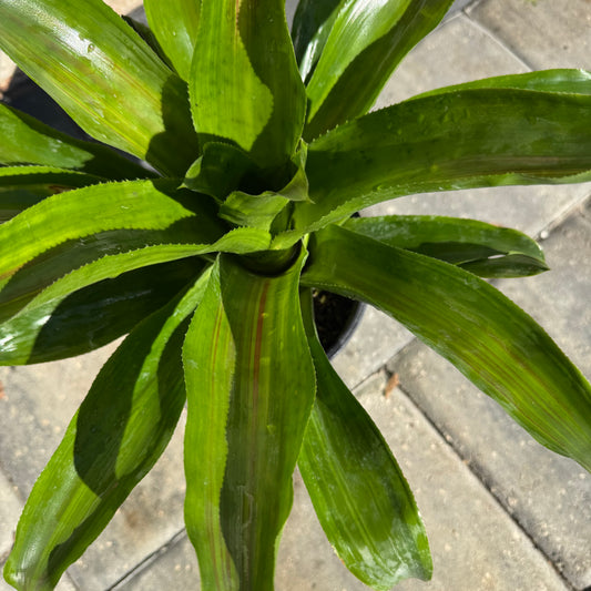 Bromeliad Candy Stripe