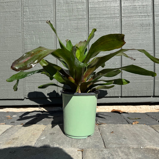 Bromeliad Lila