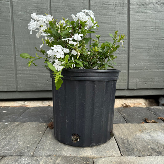 Plumbago White Auriculata Alba