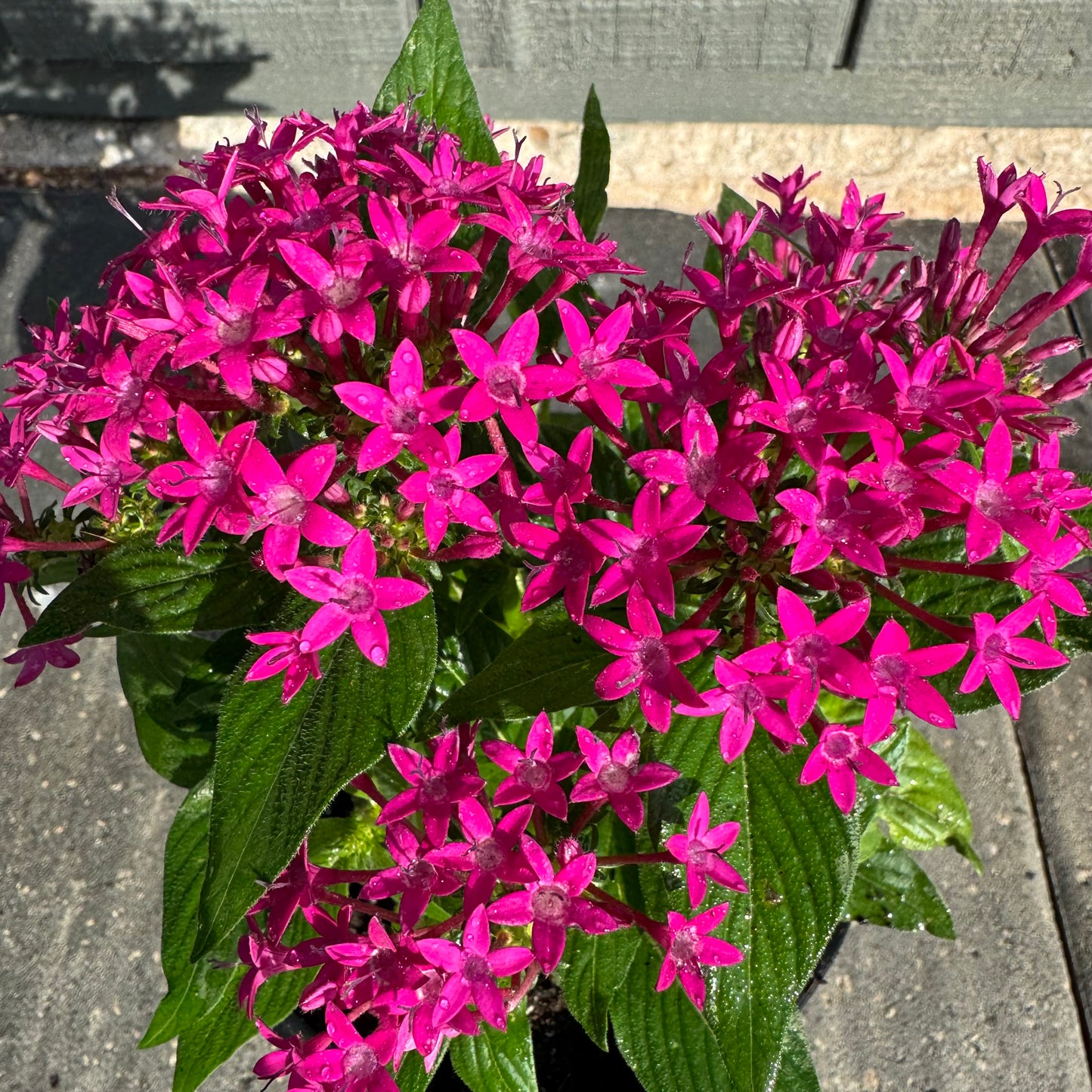 Pentas