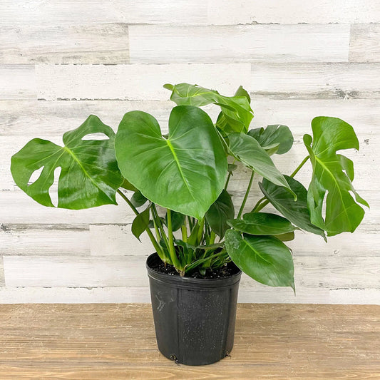 Philodendron Monstera