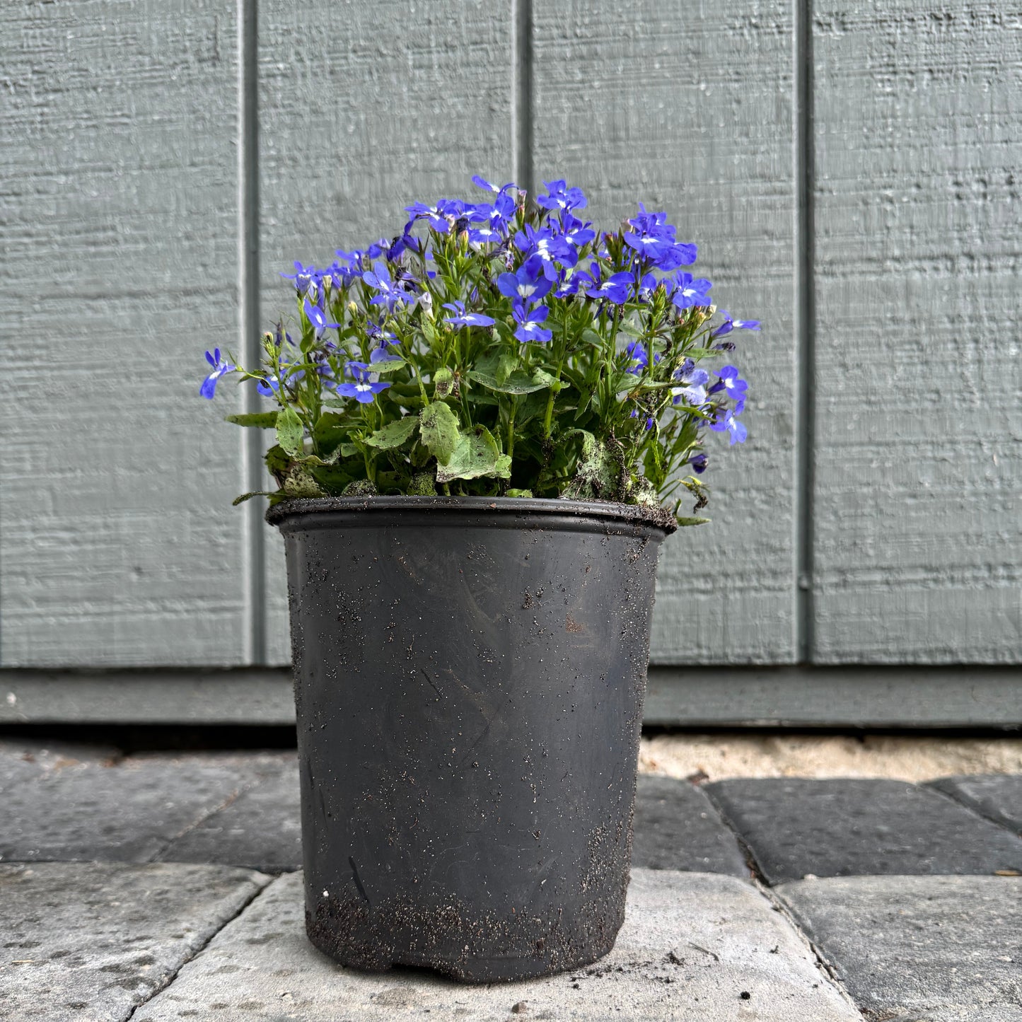 Lobelia Riviera