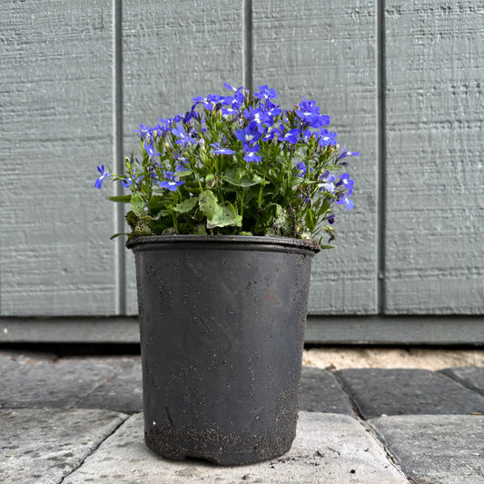 Lobelia Riviera