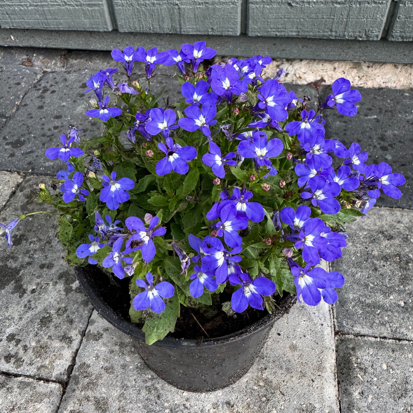 Lobelia Riviera