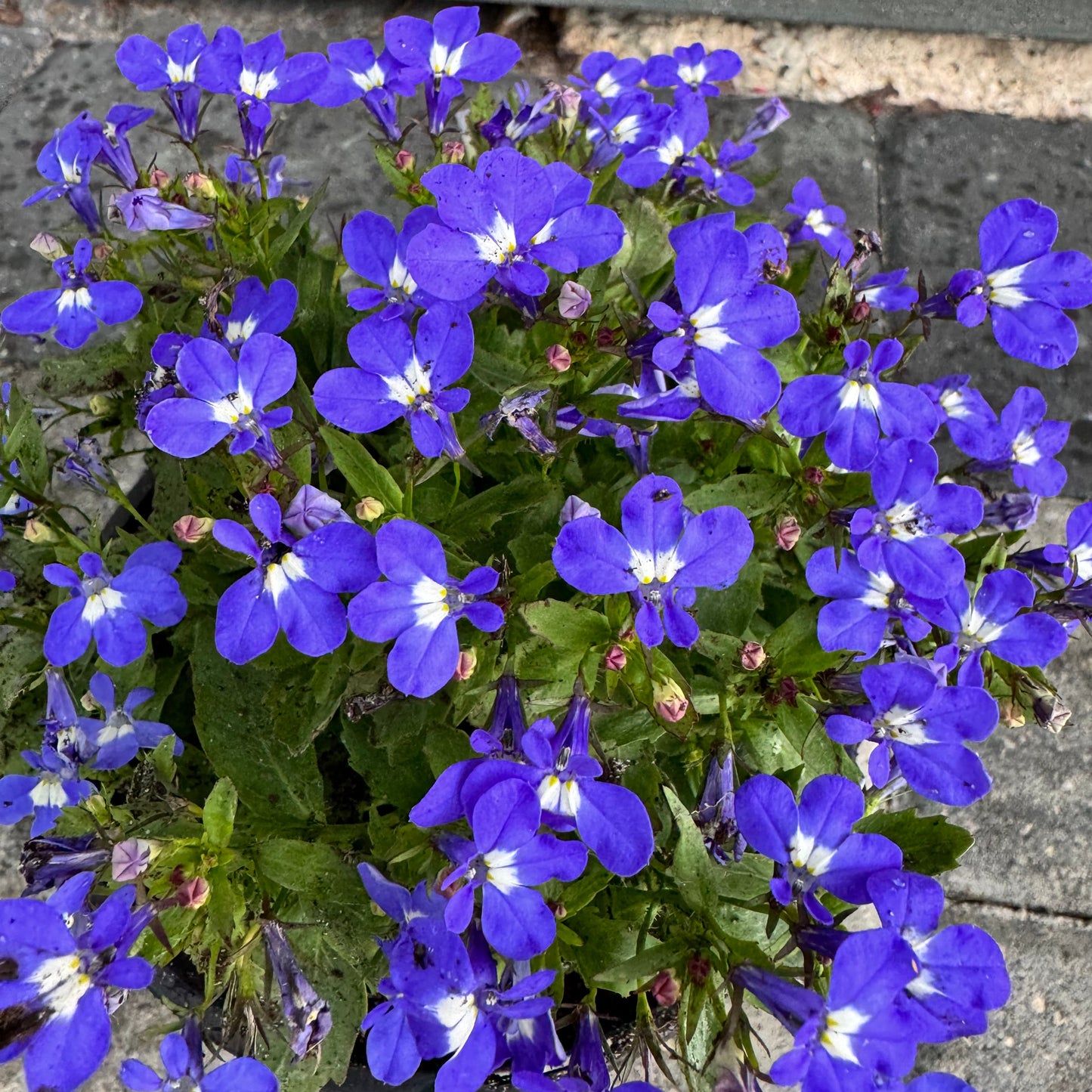 Lobelia Riviera