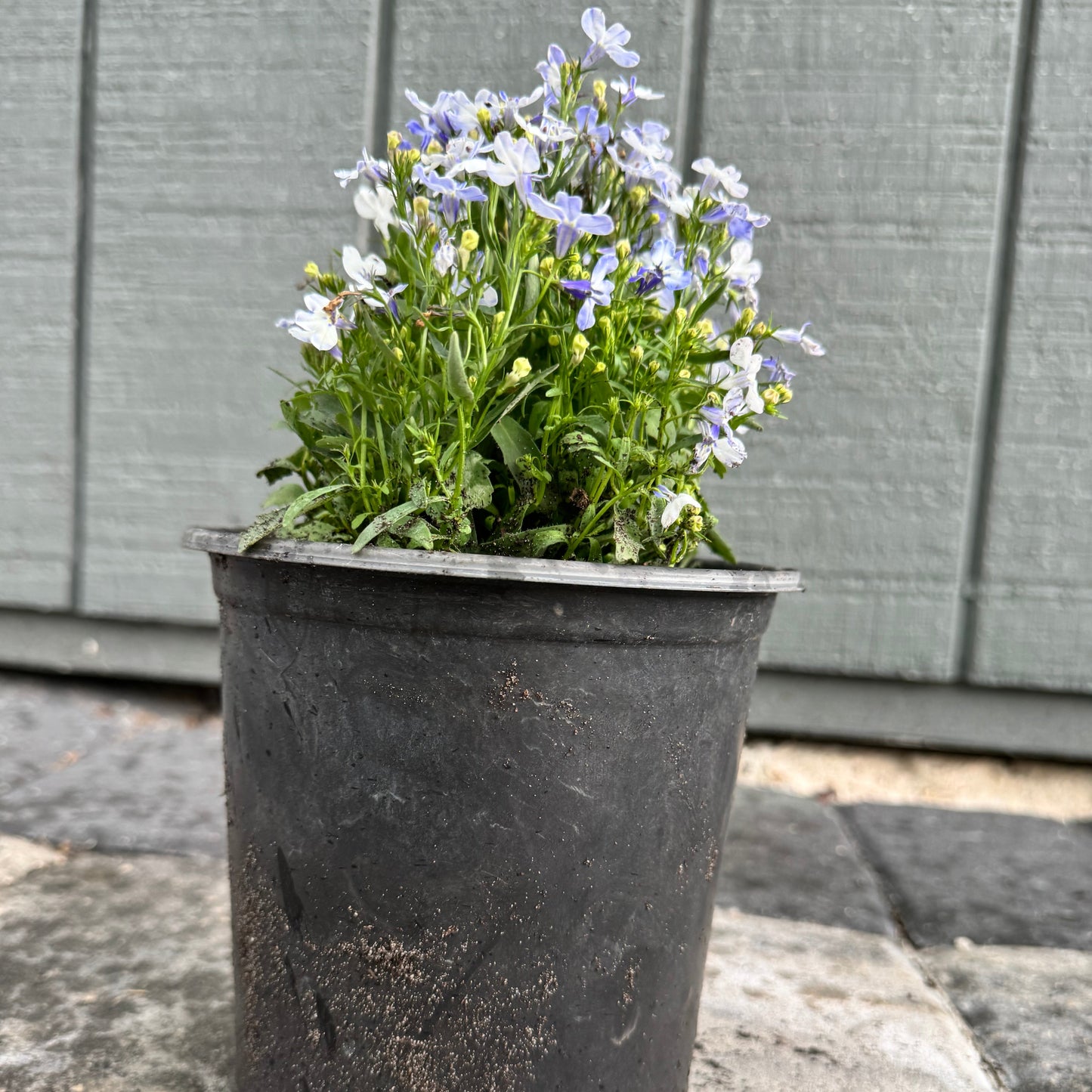 Lobelia Riviera