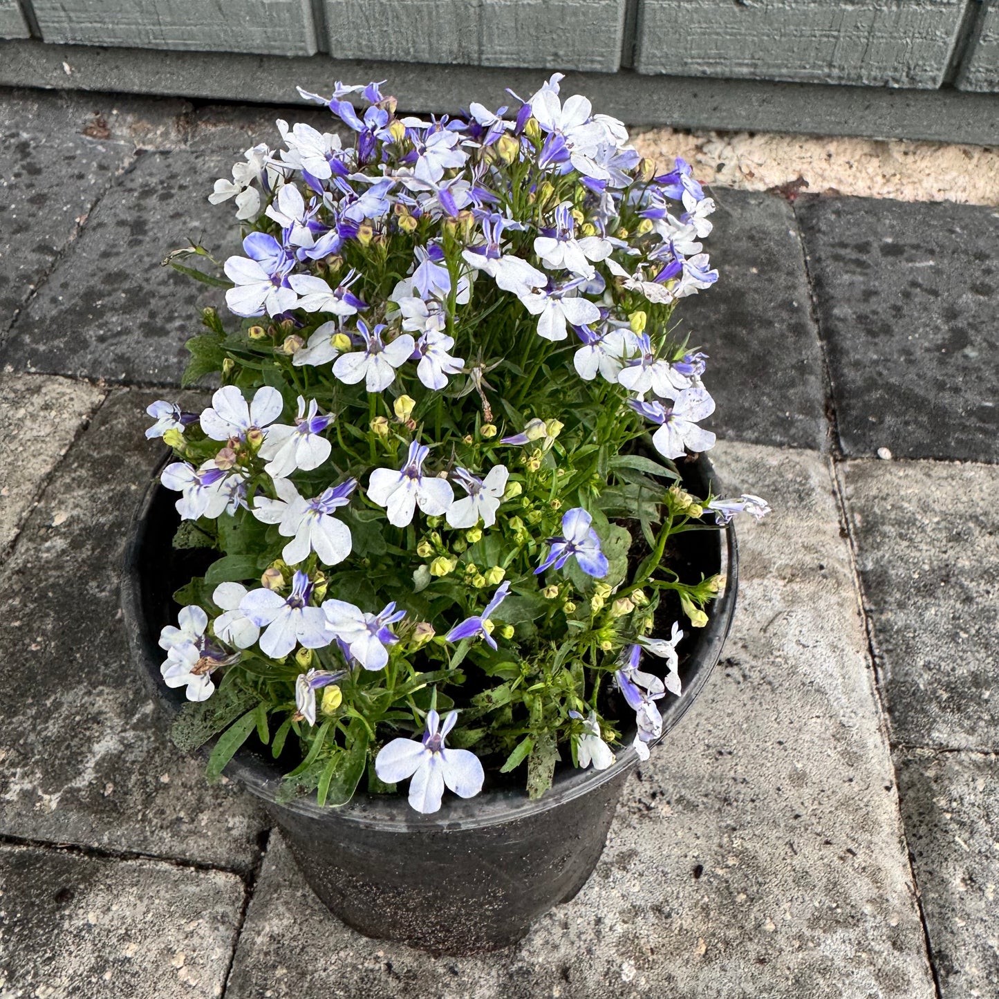 Lobelia Riviera