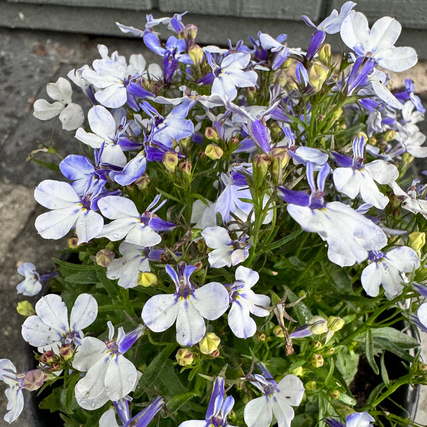 Lobelia Riviera
