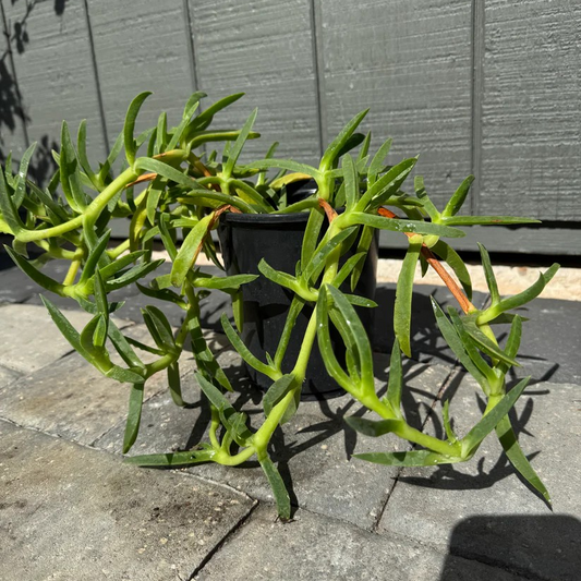 Hottentot Fig - Ice Plants